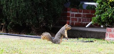 Squirrel Girl Wet with Rain...at my Front Door