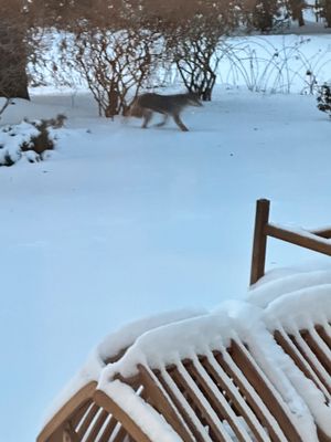 Wiley Coyote