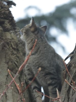 You haven't seen the last of me, Squirrel