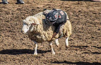 The Sheep Rider