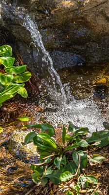 Small Babbling Brook