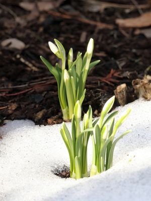 Snowdrops