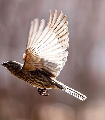 07 Bird in Flight