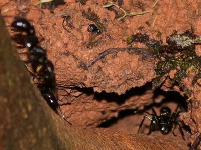 Bullet Ants