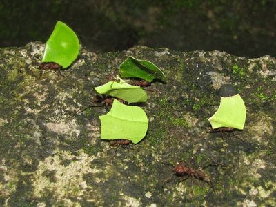 Leafcutter Ants