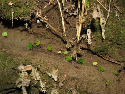 Leafcutter Ants