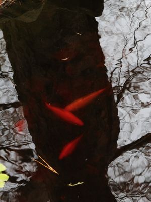 16 Winter Survivors Swimming