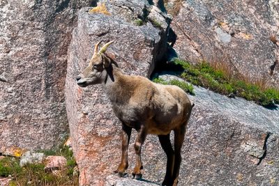 Female Mountain Goat