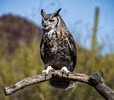 Great Horned Owl