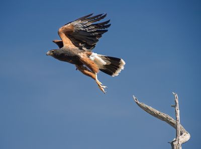 Harris Hawk