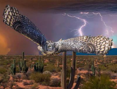 Fleeing the Storms