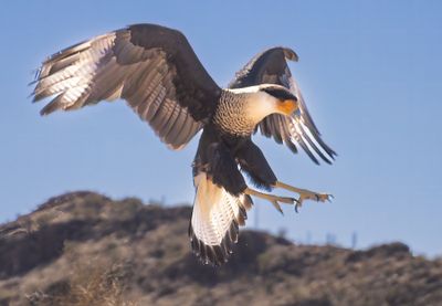 Crested Caracara 2