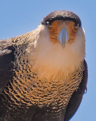 Crested Caracara 3