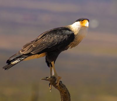 04 Crested Caracara  Perched