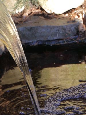 Water's Edge