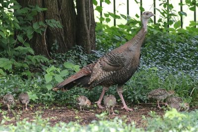 Mama Turkey with Chicks