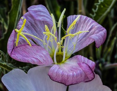 13 Evening Primrose