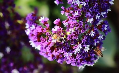 My Bees are Tiny
