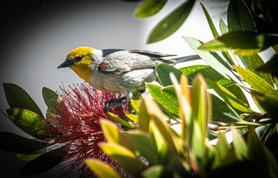 04 Verdin and a New Bottle Brush Bloom