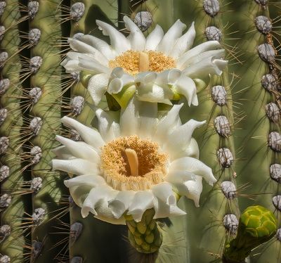 05 Saguaro Cactus Bloom
