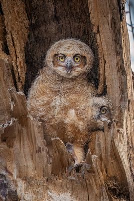 Great Horned Owlets