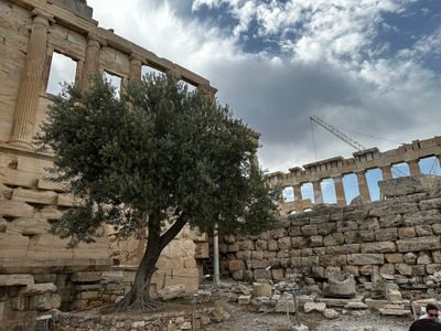Athenas Olive Tree