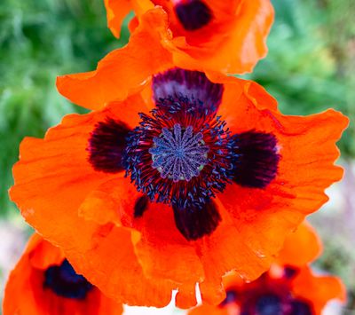 09 Spring Poppy