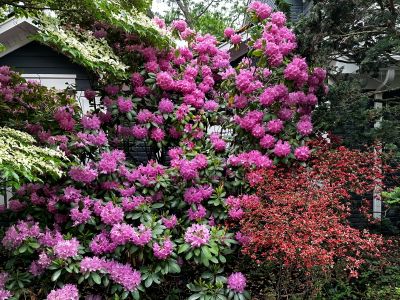 15 Dogwood, Rhododendron, and Azalea