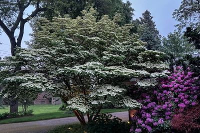 Dogwood, Rhododendron, and Azalea II