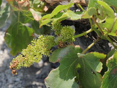Baby Grapes