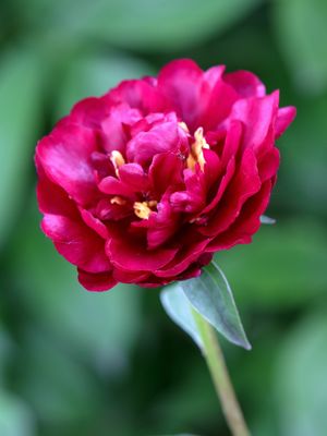 Spring Peony I