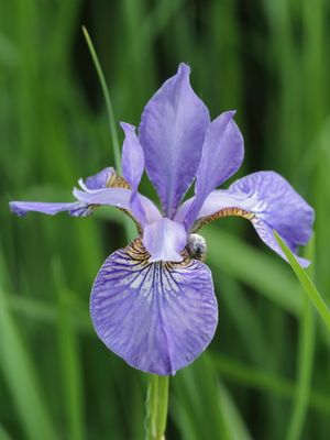 Purple Splendor