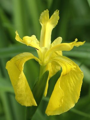 Lemony Dancer