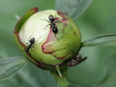 I Don't Know Why They Hired The Fly