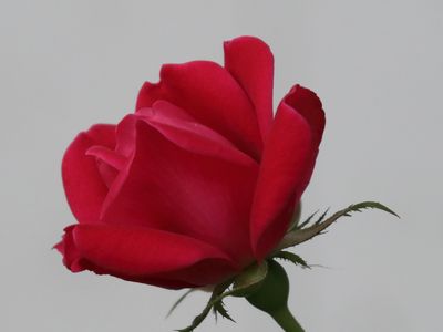 Profile of a Rose
