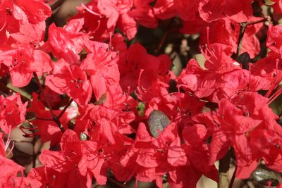 Abundance of Red