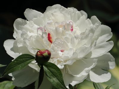 CIC 272: Summertime Splendor