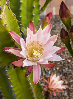 Peruvian Cactus Flower