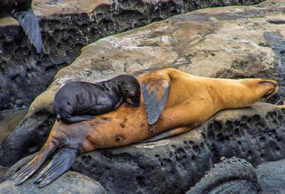 New Sea Lion Pup having lunch