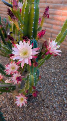 Peruvian Cactus