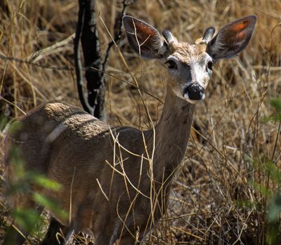 White tailed Deer looking for food