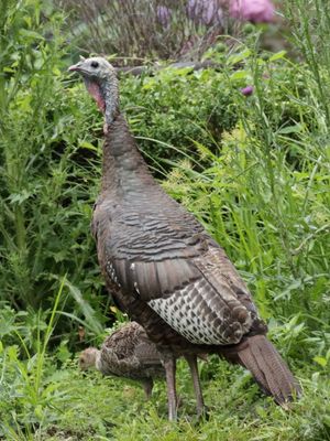 10 Thinking ahead to Thanksgiving