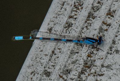 Common Blue Damselfly