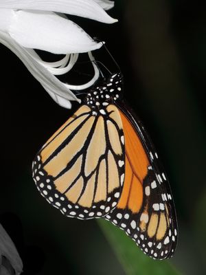 Monarch Butterfly on Hosta Blossom