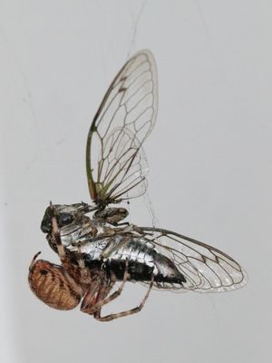 Larger Spider, Larger Prey