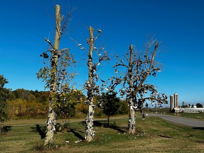 13 Shoe Trees