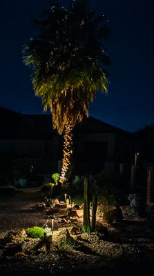 Palm Tree and Cactus