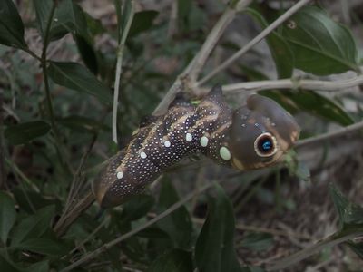 Falcon Sphinx Caterpillar
