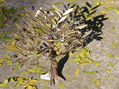 Olive Tree and its Shadow