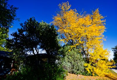 Light and Dark Leaves